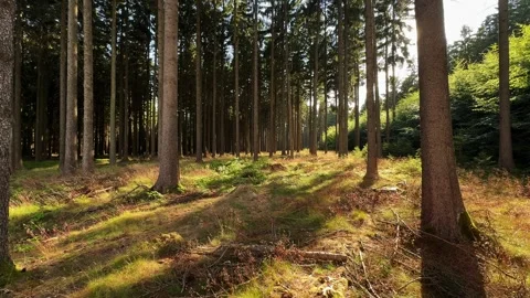 The sun shines through the trees, casting shadows Stock Footage 339224602