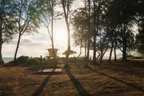 The sun shines through trees, casting shadows on the ground Stock Photos