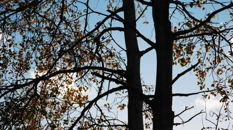 Sun Shines Through the Trees Stock Footage 68090812
