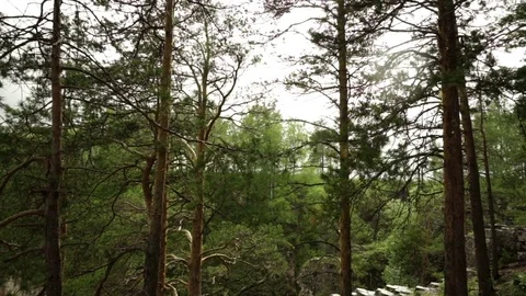 The sun shines through the trees Stock Footage 76184086