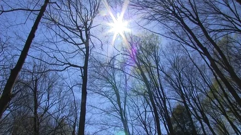 Sun Shines Through Trees Stock Footage 76912560