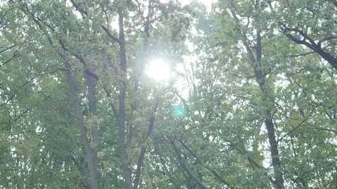 The sun shines through the trees Stock Footage