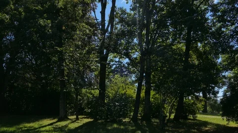 Sun shines through trees Video stock 100583481