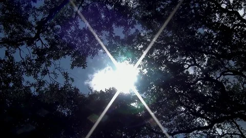 Sun Shines through Trees Vidéo 118299926