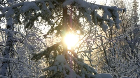 The sun shines through the trees. Stock Footage 119391150