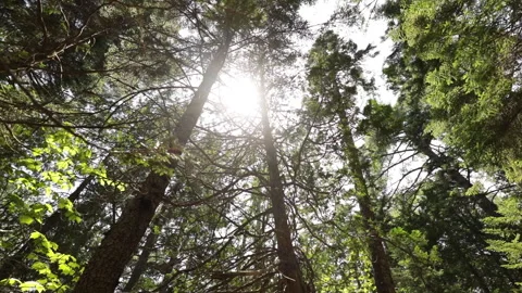 Sun shines through the trees. Stock Footage 148058823