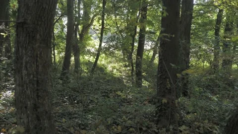 The sun shines through the trees Stock Footage 163767222