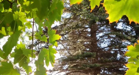 The sun shines through the trees. Stock Footage 220105788