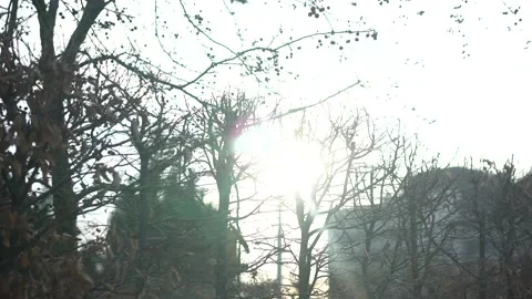 The sun shines through the trees Stockbeeldmateriaal 232482585