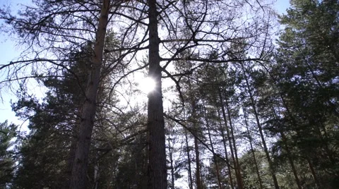 The sun shines through the trees in the forest Видео 63068889