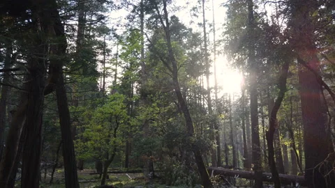 Sun shines through trees in a forest. Yosemite National Park, California. Stock Footage 112160896