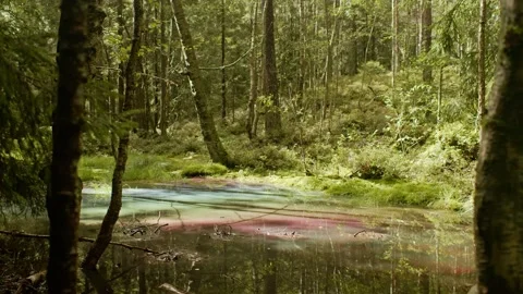 Sun shines through trees in forest, lights up water in oil colors Video stock 137318811