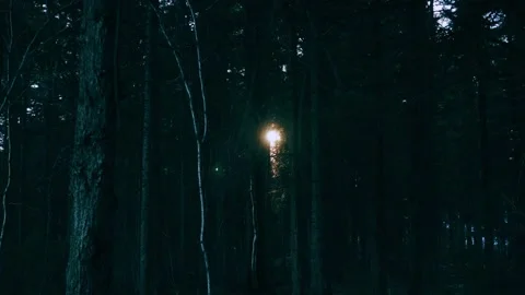 The sun shines through the trees in the forest. Video stock 152531288