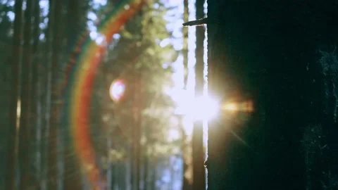 The sun shines through the trees in the forest. Stock Footage 152531482