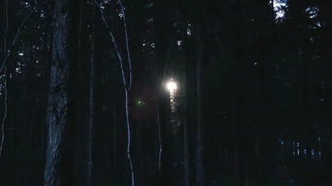 The sun shines through the trees in the forest. Stock Footage 152532151