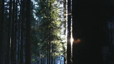 The sun shines through the trees in the forest. Stock Footage 152532184