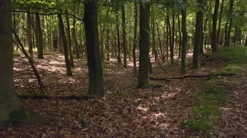 Sun shines through the trees at the forest in summer Stock Footage 209151871