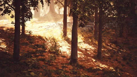 The sun shines through the trees in the forest Vídeos de archivo 262308014