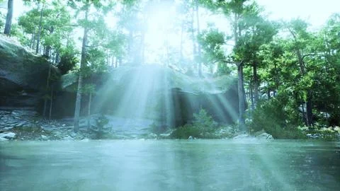 Sun Shines Through Trees in Forest Stock Illustration