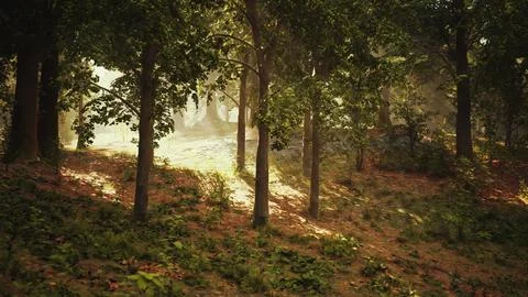The sun shines through the trees in the forest Stock Illustration