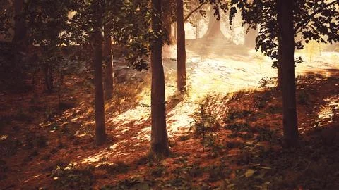 The sun shines through the trees in the forest Stock Illustration