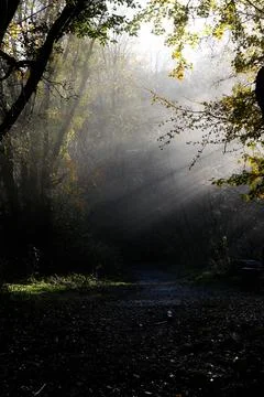 The sun shines through the trees in the forest Stock Photos