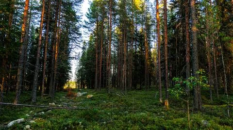 The sun shines through the trees in the forest, revealing natures beauty Stock Photos