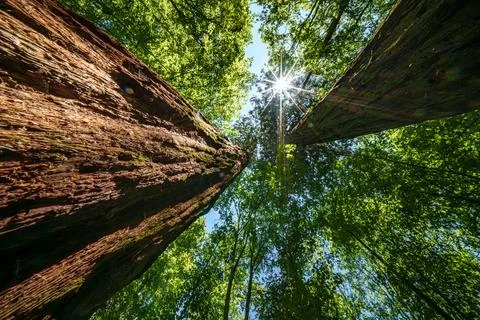 Sun shines through trees in the forest, creating a beautiful natural landsc.. Stock Photos