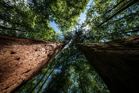 Sun shines through trees in the forest, creating a beautiful natural landsc.. Stock Photos
