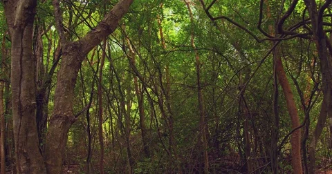 The sun shines through the trees. Jungle, mangrove forests. Central America.  Stock Footage 82717710