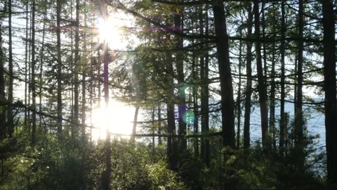 The sun shines through the trees on the lake shore. Video stock 292513439