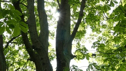 Sun shines through trees with lens flare in slow motion Stock Footage 106990012