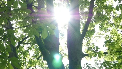 Sun shines through trees with lens flare 動画素材 106990034