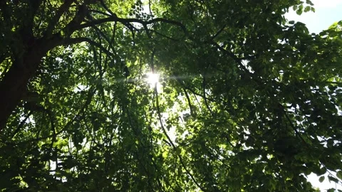 Sun shines through trees looking up walk 動画素材 130999146