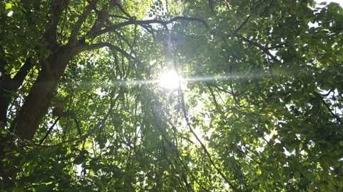 Sun shines through trees looking up 動画素材 130999157