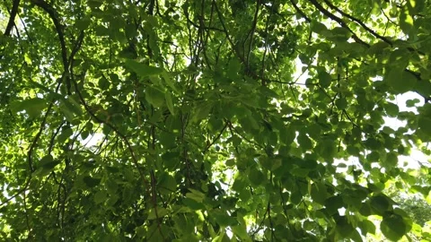 Sun shines through trees looking up walk turn 動画素材 130999564