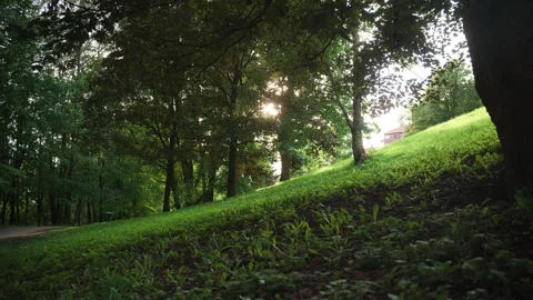 The sun shines through the trees in a park area in Oslo, Norway Stock Footage 318504366