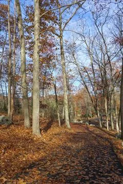 Sun shines through the trees on a path, golden forest landscape setting during Stock Photos