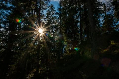 Sun shines through trees. Stock Photos
