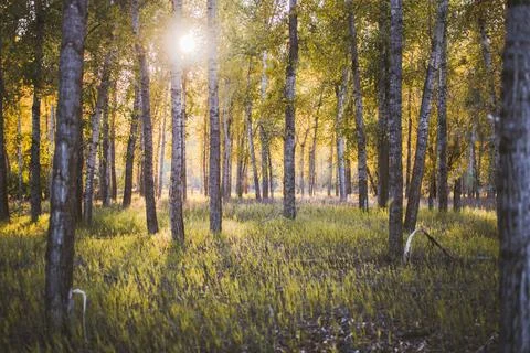 Sun shines through trees Stock Photos
