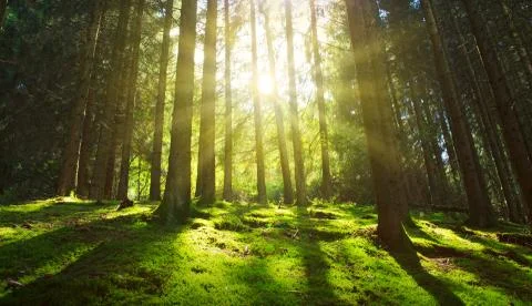 Sun shines through the trees in the pine forest. Stock Photos