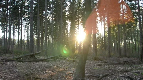 Sun shines through trees in Saxon Switzerland Stock Footage 39991633
