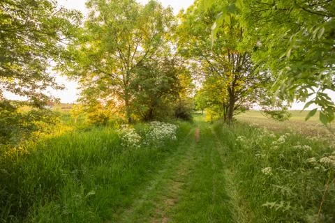 The sun shines through the trees, spring path. Stock Photos