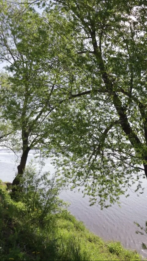 The sun shines through the trees that stand on the high bank of the river Video stock 306653175