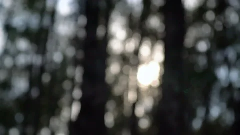 The sun shines through the trees. Summer in the birch forest. Translating the Stock Footage 195021161