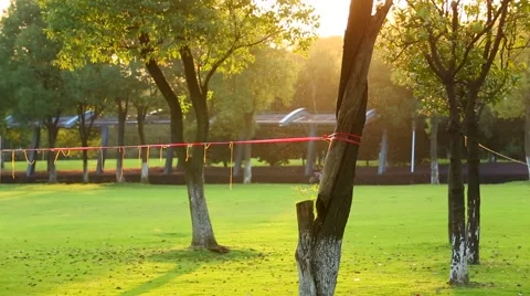 The sun shines through the trees. sunbeam shining through autumn tree alley. fal Stock Footage 55964059