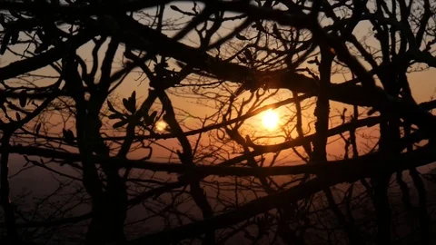 The sun shines through the trees at sunset Stock Footage 128170799