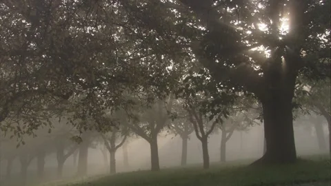 The sun shines through the trees in the thick fog Stock Footage 283172275