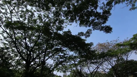 Sun shines through trees. Trees in park in summer. Stock Footage 233002636