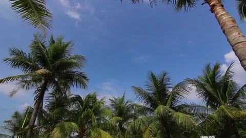 Sun shines through trees. Trees in park in summer. Stock Footage 233046526